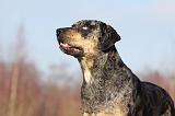 CATAHOULA 009
